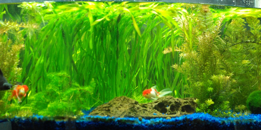 Vallisneria americana